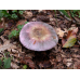 Мицелий Сыроежки сине-желтой (Russula cyanoxantha)